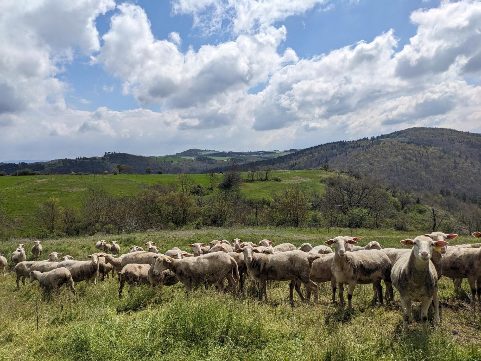 Saint-Just-pres-Brioude La Grange, Le Hameau Des Volcans - Deconnexion Face A La Vue מראה חיצוני תמונה